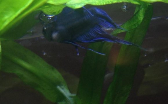 Betta water conditions
