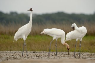 Three tall, skinny white birds stand on muddy ground.