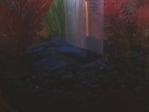 3 gallon Betta fish tank