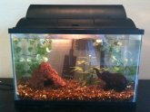 5 gallon fish tank Betta