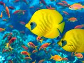 5 interesting Facts about fish