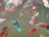 Baby Crowntail Betta fish