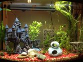 Best Betta fish tank Setup