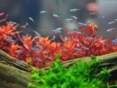 Best plants for Betta fish