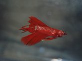 Betta at PetSmart