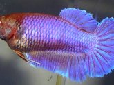 Betta breeding color Chart