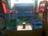 Betta breeding Supplies