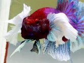 Betta breeding Tips