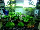 Betta care Tips