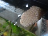 Betta eggs