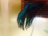 Betta fins curling