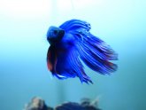 Betta fish aggression