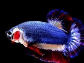 Betta fish auction