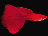 Betta fish Backgrounds