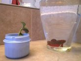 Betta fish Bowl with live plants