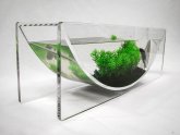 Betta fish bowl with plants