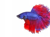 Betta fish care for kids