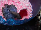 Betta fish care in a bowl