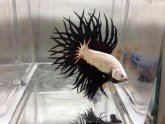 Betta fish Crowntail Male