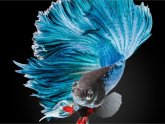 Betta fish Decorations