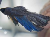 Betta fish Disease Pictures