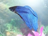 Betta fish Diseases