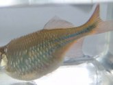 Betta fish Dropsy symptoms