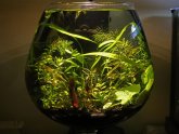 Betta fish ecosystem