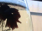 Betta fish eggs care