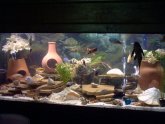 Betta fish environment tank