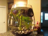 Betta fish filtered tank