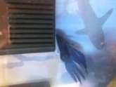 Betta fish fin rot Pictures