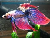 Betta fish flare