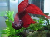 Betta fish flaring gills