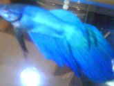 Betta fish from Petco