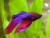 Betta fish illness and Cures