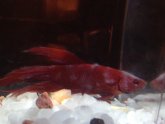 Betta fish illness Pictures