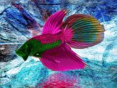 Betta fish images Free