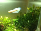 Betta fish in same tank