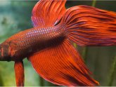 Betta fish Information for Kids