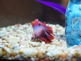 Betta fish Interesting Facts