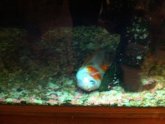 Betta fish laying on bottom of tank