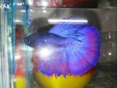 Betta fish light