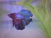 Betta fish Losing tail