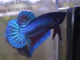 Betta fish names for male