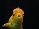 Betta fish personality
