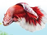 Betta fish PetSmart Price