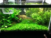 Betta fish planted tank