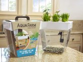 Betta fish plants ecosystem