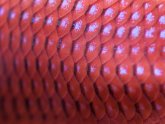 Betta fish scales